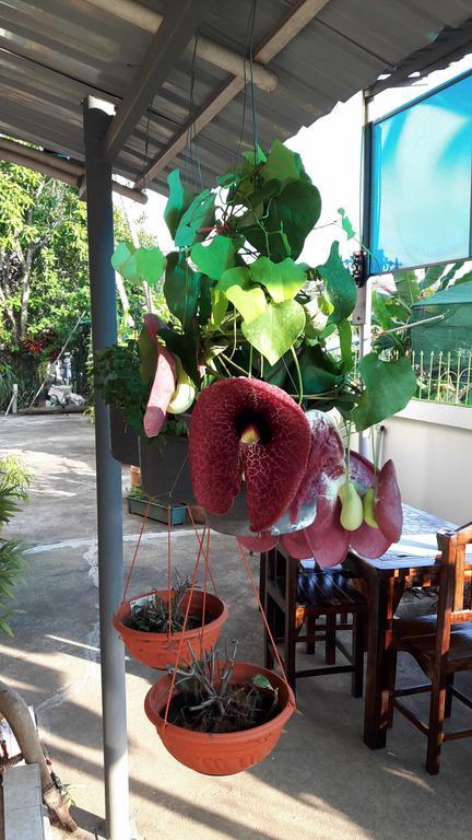 Hom Baan Chiang Mai Hotel Exterior photo